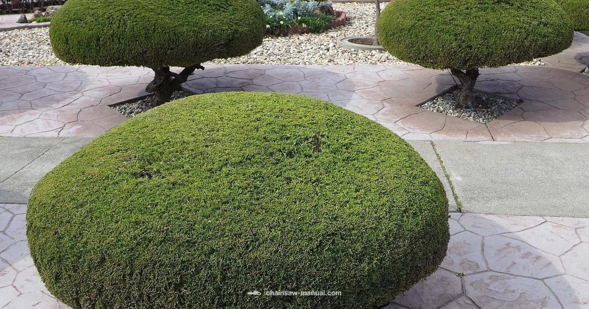 Safe Hedge Work Safe Hedge Work - Chainsaw Manual