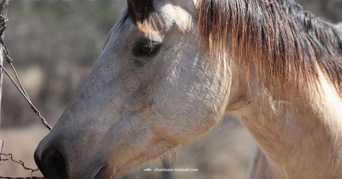 Texas Chainsaw Safety - Chainsaw Manual