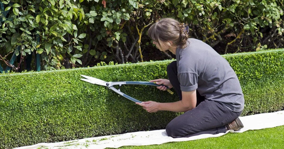 Hedge vs Chainsaw Hedge vs Chainsaw - Chainsaw Manual