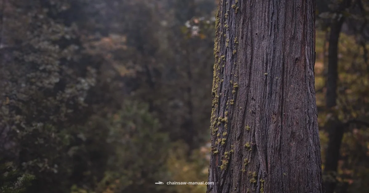 Pro Chainsaw Guide - Chainsaw Manual