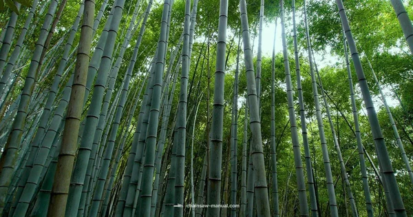 Bamboo Cutting Guide - Chainsaw Manual