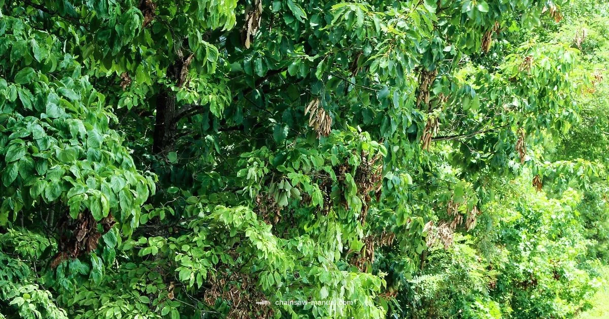 Pruning with DeWalt - Chainsaw Manual