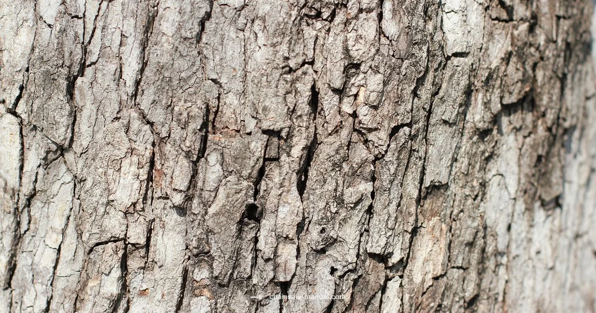 Chain Types Guide - Chainsaw Manual