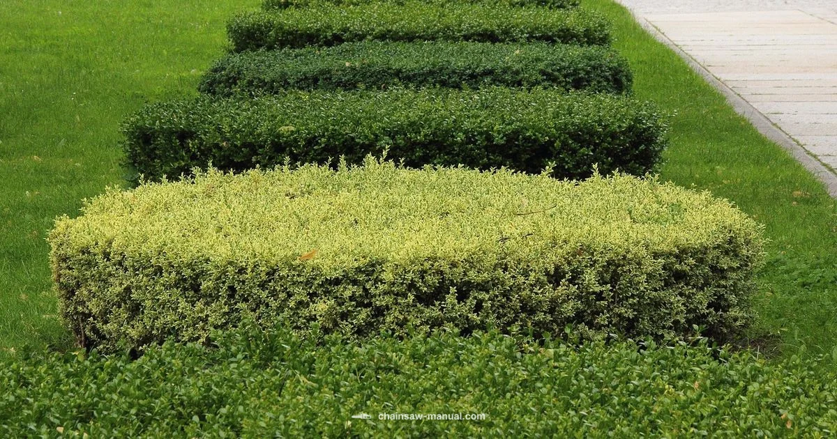 Chainsaw Hedge Guide - Chainsaw Manual