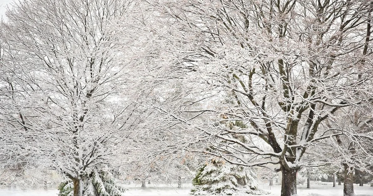 Winter Chainsaw Use Winter Chainsaw Use - Chainsaw Manual