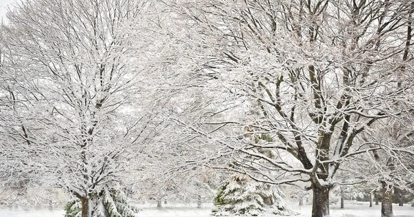 Winter Chainsaw Use - Chainsaw Manual