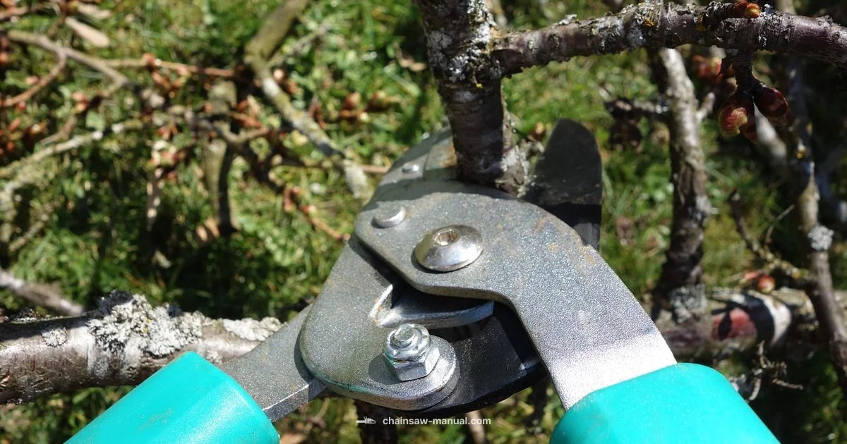 Pruning Tools Showdown - Chainsaw Manual