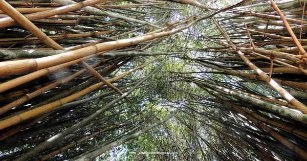 Chainsaw Bamboo Guide - Chainsaw Manual