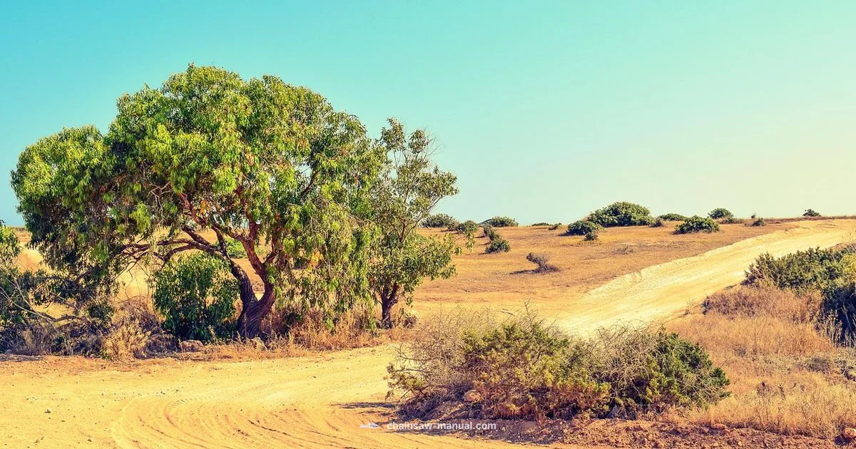 Texas Location Guide Texas Location Guide - Chainsaw Manual