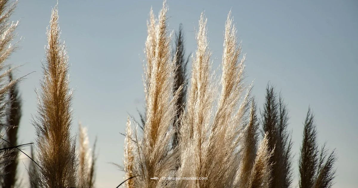 Practical Poem Analysis Practical Poem Analysis - Chainsaw Manual