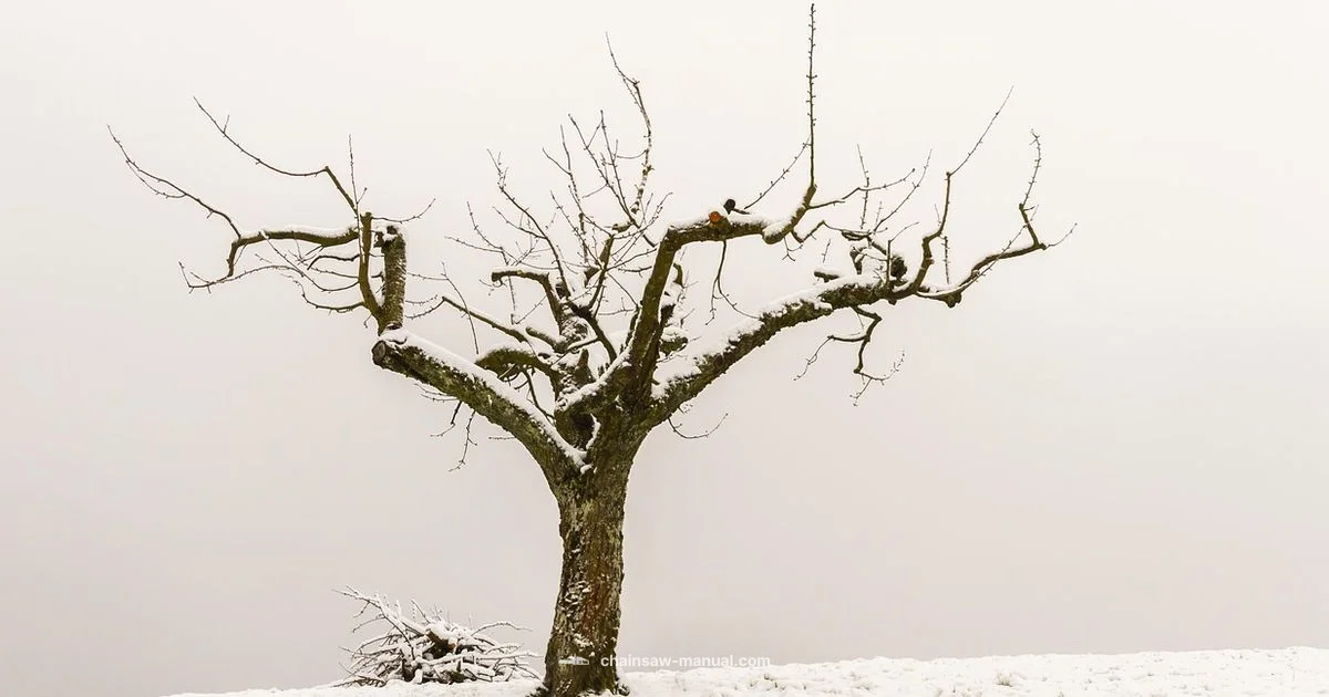 Pole Saw Safety - Chainsaw Manual