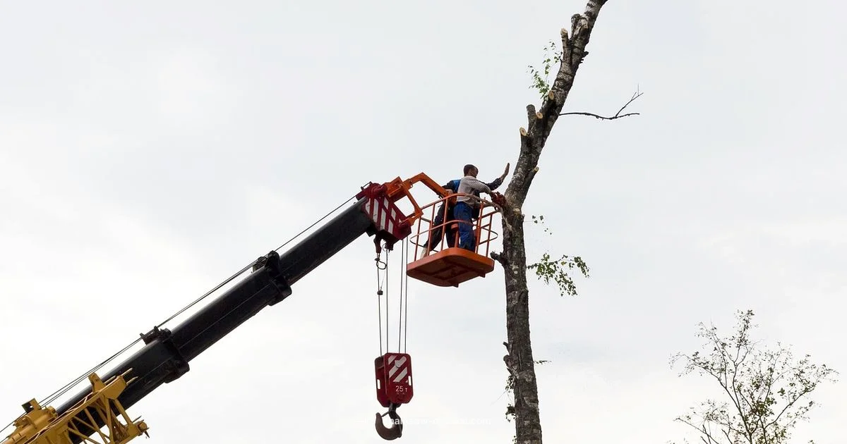 Safe Use Guide - Chainsaw Manual
