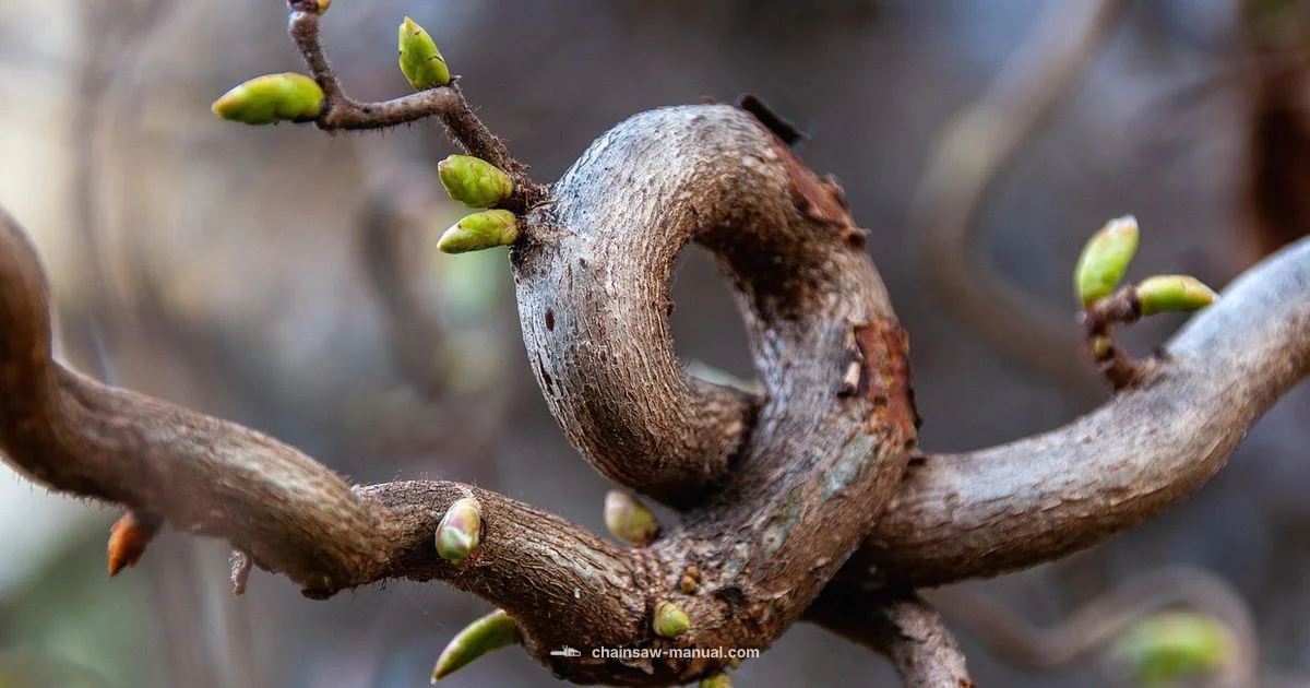 Pruning vs Chainsaw - Chainsaw Manual