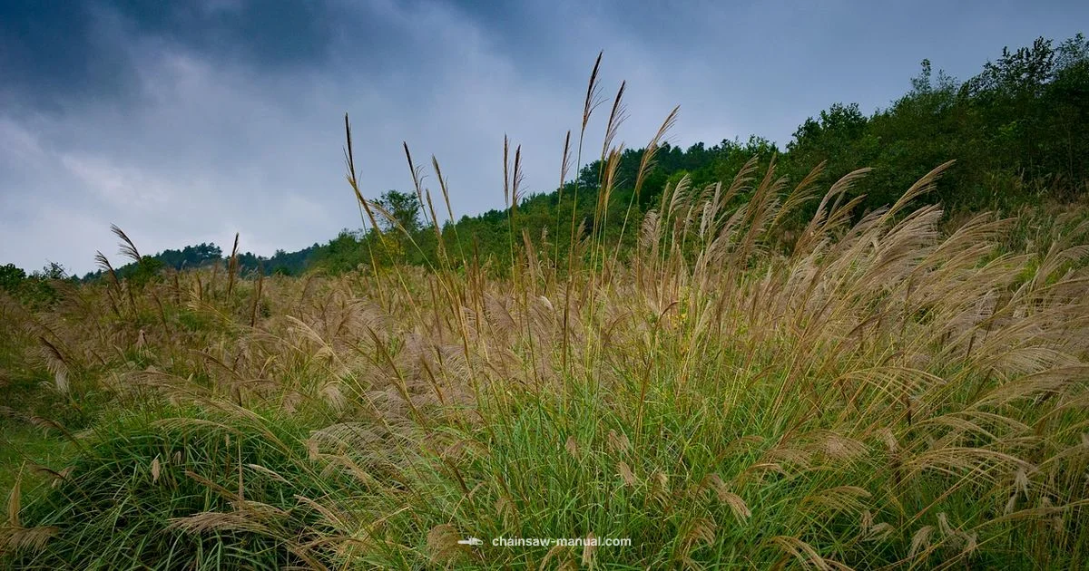 Chainsaw vs Pampas Grass Chainsaw vs Pampas Grass - Chainsaw Manual