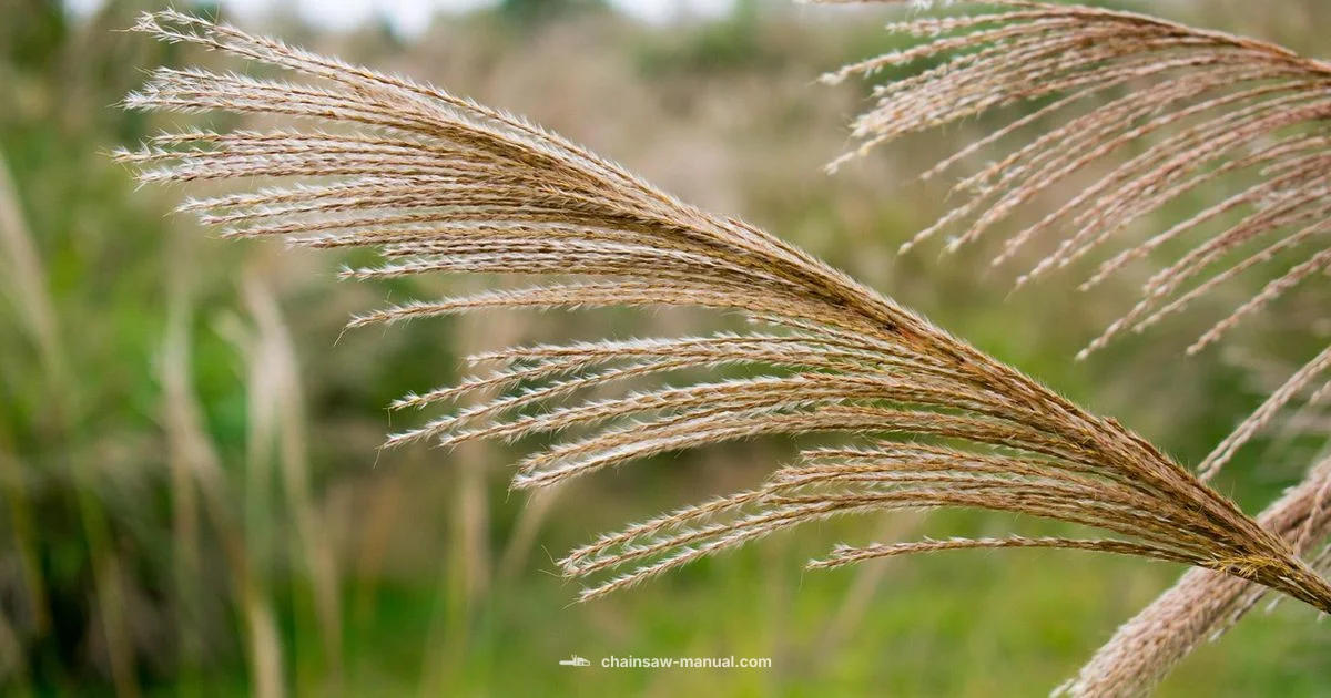 Pampas vs Chainsaw - Chainsaw Manual