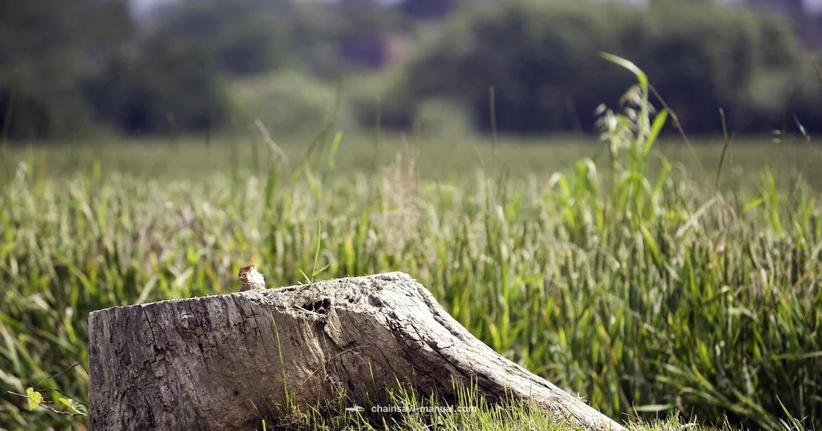 Sharpen Without a Guide - Chainsaw Manual