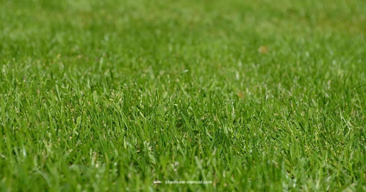 Pampas vs Chainsaw - Chainsaw Manual