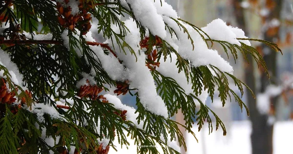 Winter Chainsaw Prep - Chainsaw Manual