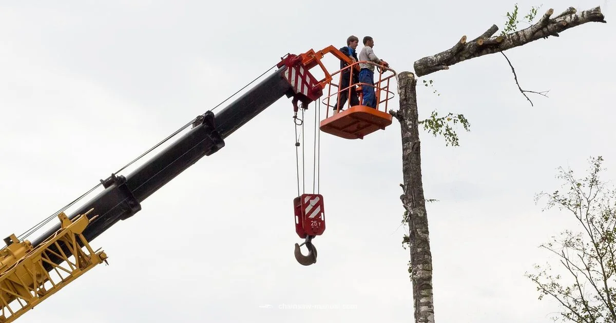 Chainsaw Buying Guide - Chainsaw Manual