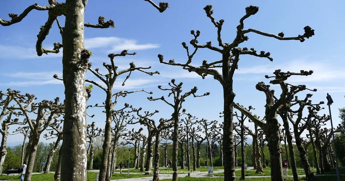 Chainsaw Pruning Guide Chainsaw Pruning Guide - Chainsaw Manual