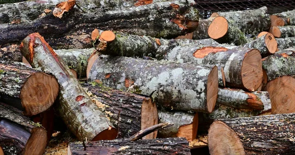 Best Petrol Chainsaws - Chainsaw Manual