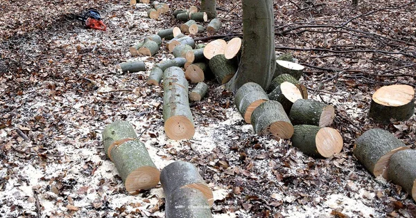 Rip Chain Guide - Chainsaw Manual