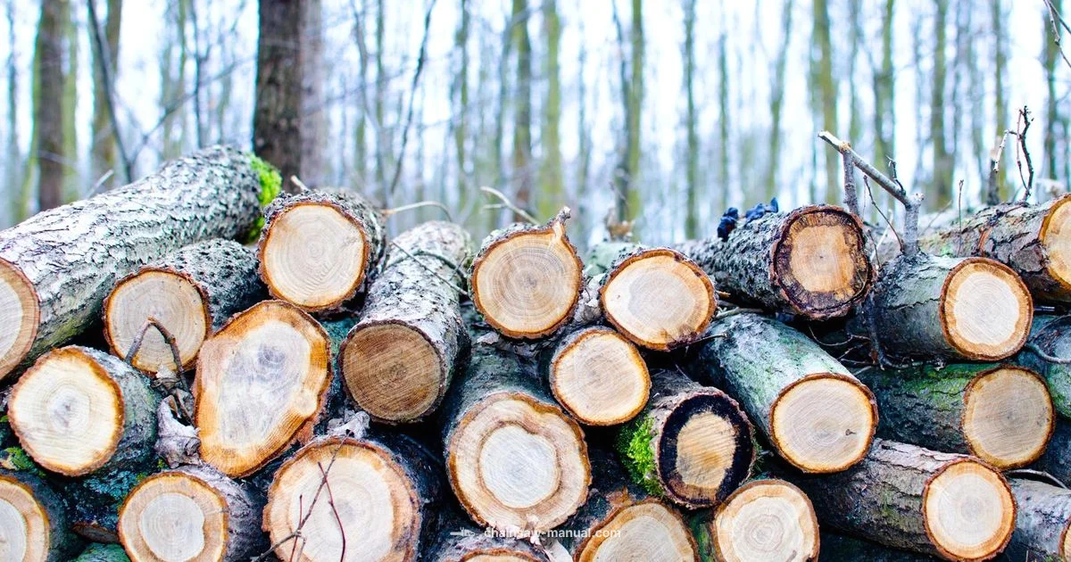 Stihl MS390 Review - Chainsaw Manual