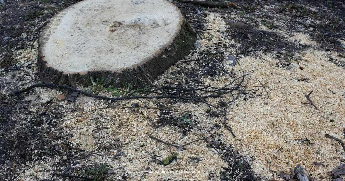 Chainsaw Location Guide - Chainsaw Manual