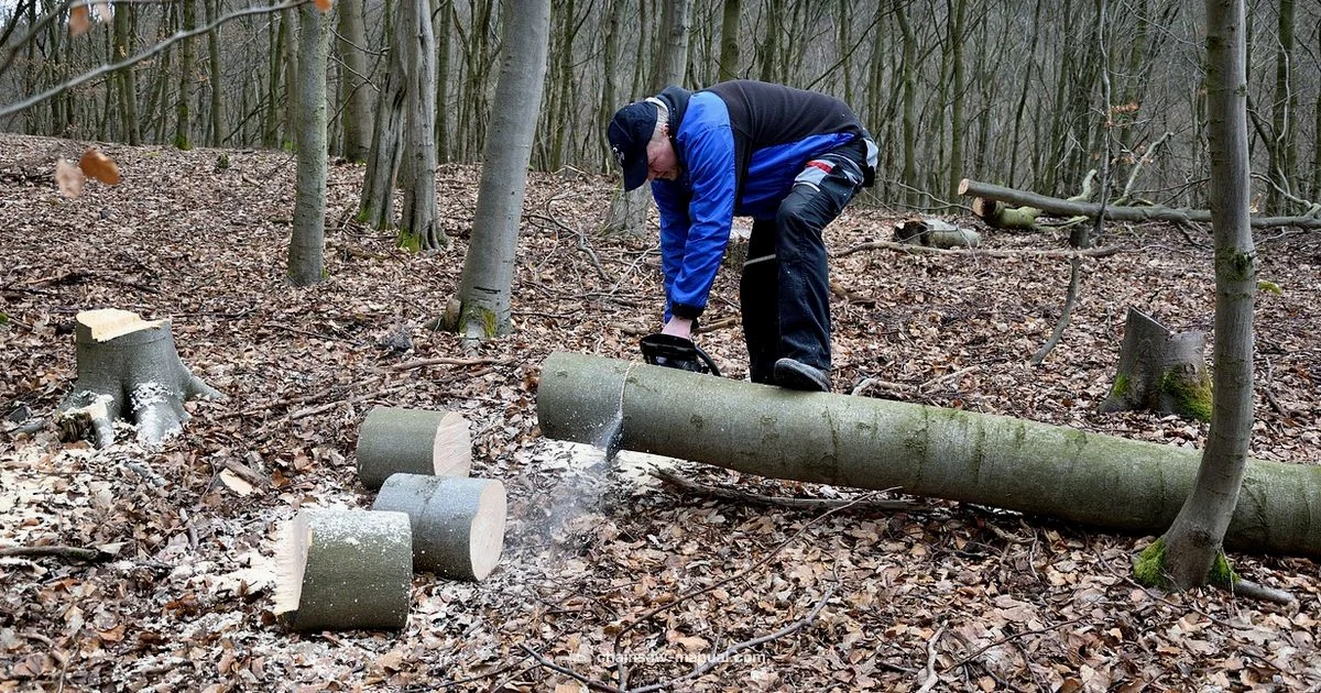 Best Chainsaw Picks Best Chainsaw Picks - Chainsaw Manual