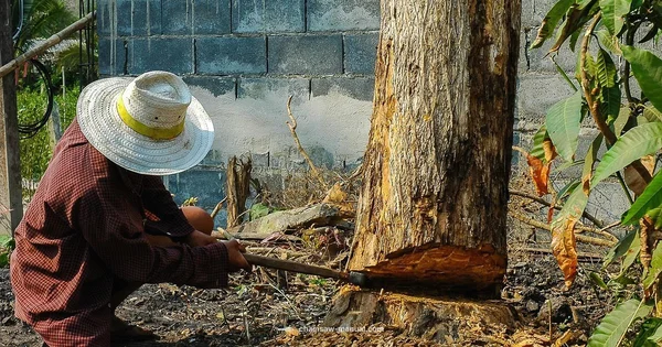 Safe Tree Felling - Chainsaw Manual
