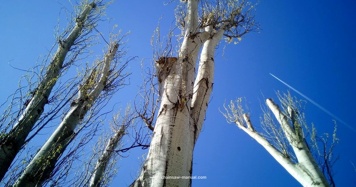 Pruning Chainsaw Guide Pruning Chainsaw Guide - Chainsaw Manual