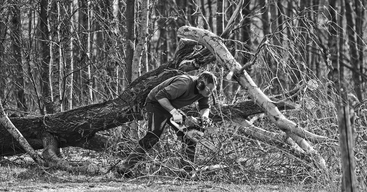 Lifespan Insights Lifespan Insights - Chainsaw Manual