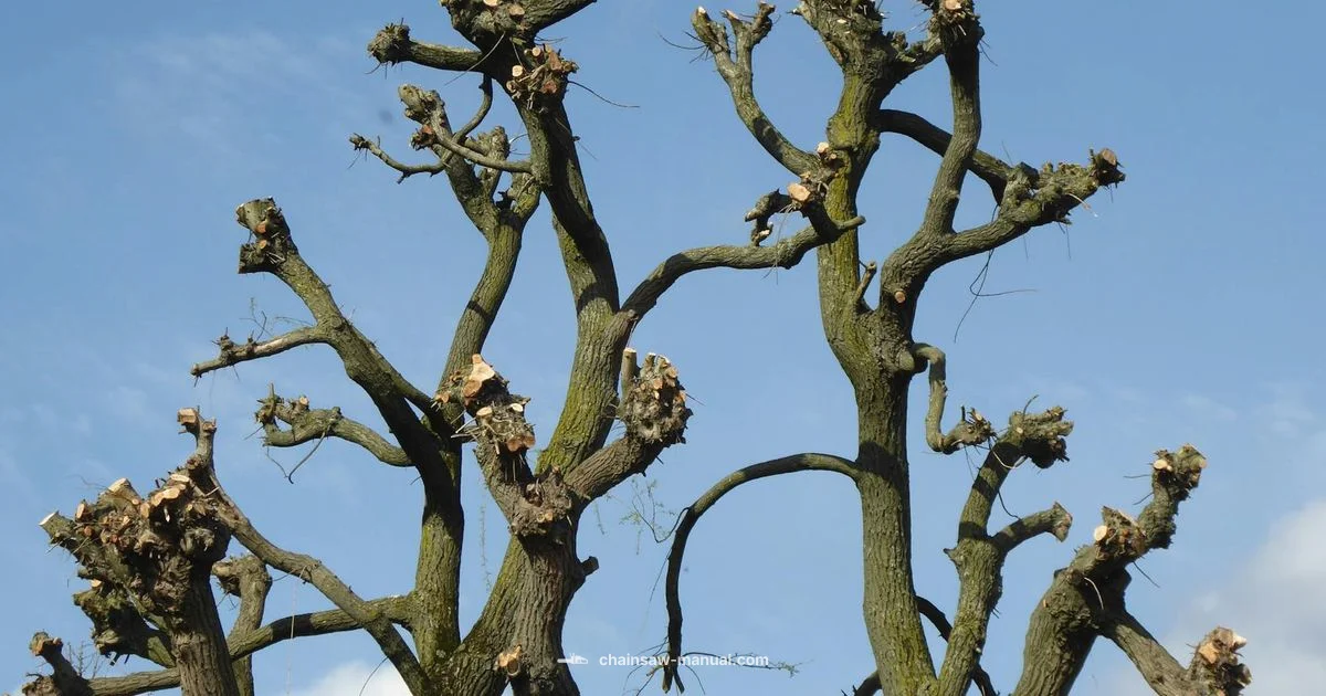 Stihl MS 194 T Guide Stihl MS 194 T Guide - Chainsaw Manual